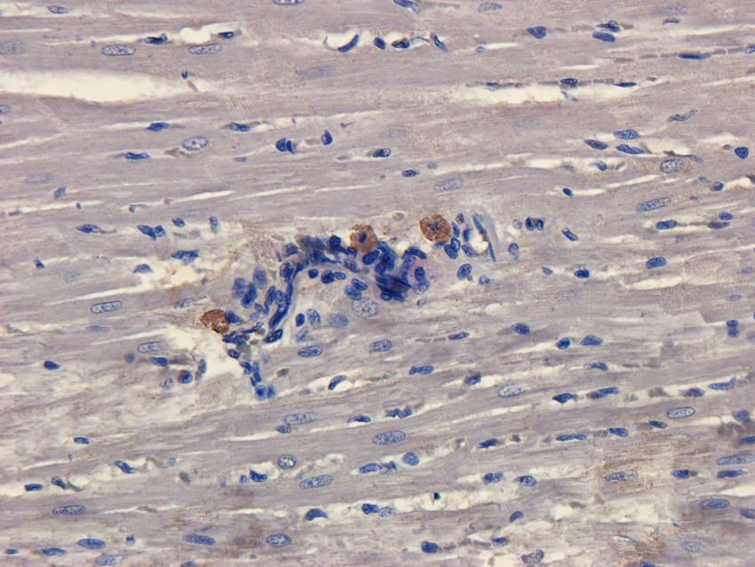SLC22A8 Rabbit Polyclonal Antibody