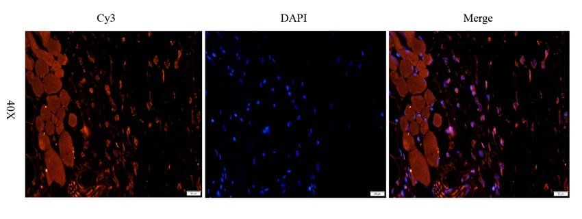 Slc28a3 Rabbit Polyclonal Antibody