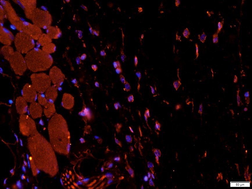 Slc28a3 Rabbit Polyclonal Antibody