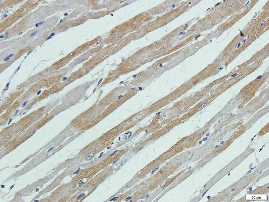 Slc28a3 Rabbit Polyclonal Antibody