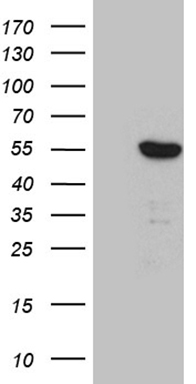 SLC2A4RG Antibody