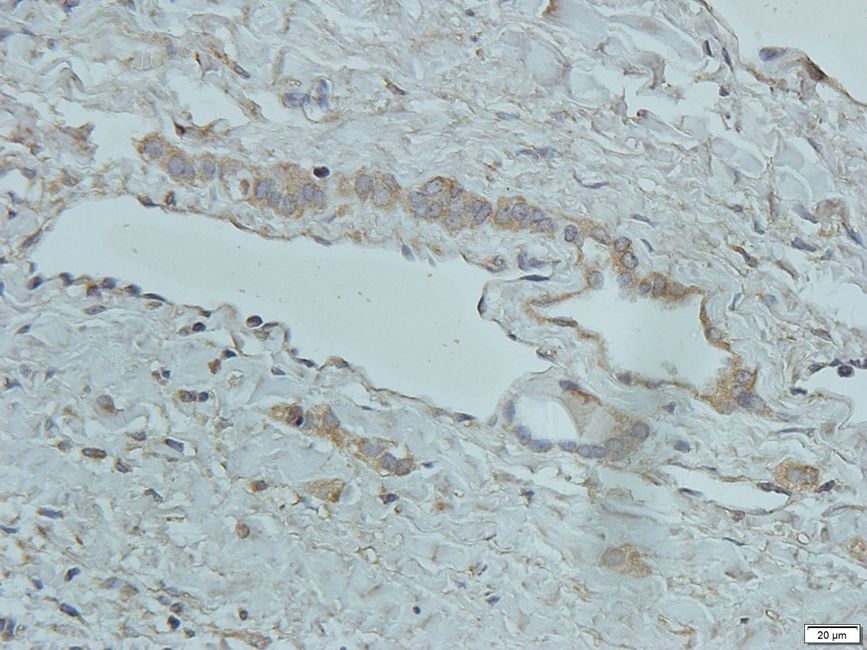 SLC30A2 Rabbit Polyclonal Antibody