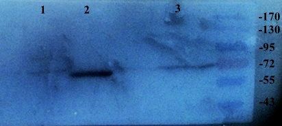 SLC34A2 Rabbit Polyclonal Antibody