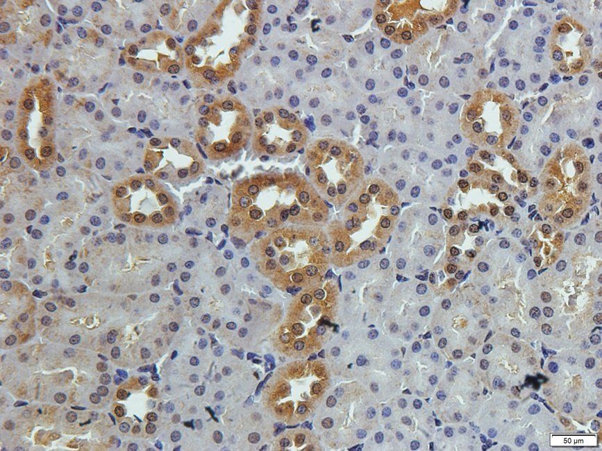 SLC3A2 Rabbit Polyclonal Antibody