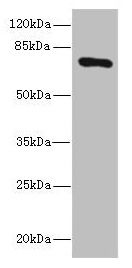 SLCO2B1 Antibody