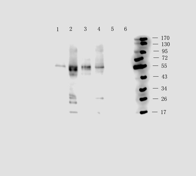 SMAD2 Rabbit Polyclonal Antibody