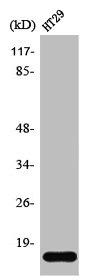 SNCG Antibody