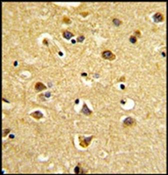 SNURF Antibody (Center)