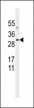 SNURF Antibody (Center)