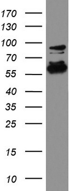 SORL1 Antibody