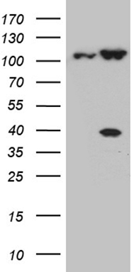 SORL1 Antibody