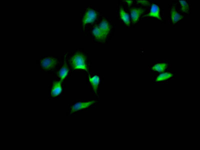 SOX10 Antibody