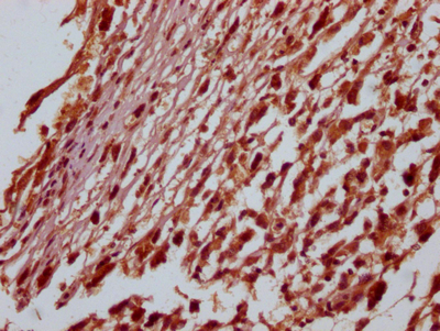 SOX10 Antibody