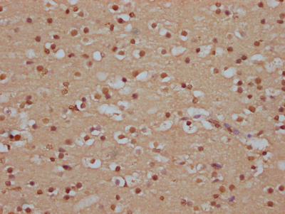 SOX10 Antibody