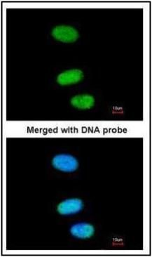 SOX13 Rabbit Polyclonal Antibody