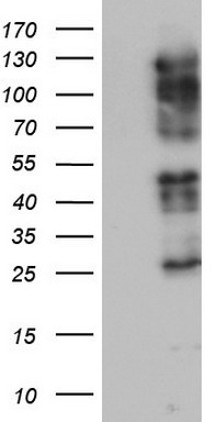 SOX2 Antibody