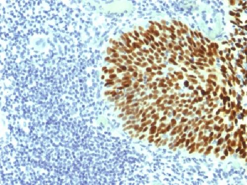 SOX2 Antibody