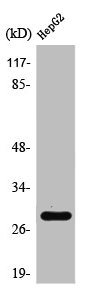 SPIC Antibody