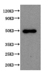 SPOCK1 Antibody
