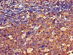 SPRR1A Antibody