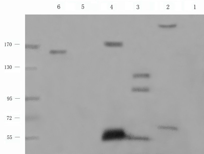 SRBP2 Rabbit Polyclonal Antibody