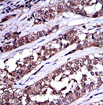 SRC Antibody