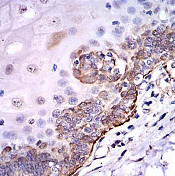 SRC Antibody