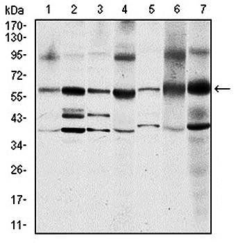 SRC Antibody