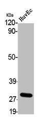 SRSF7 Antibody
