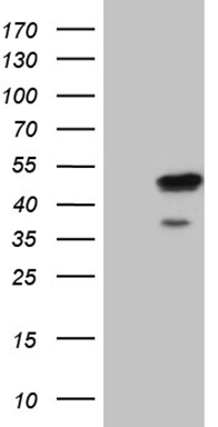 SSU72 Antibody