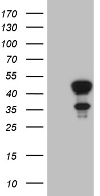 SSU72 Antibody