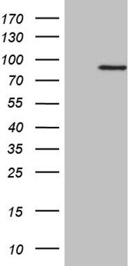 SSU72 Antibody