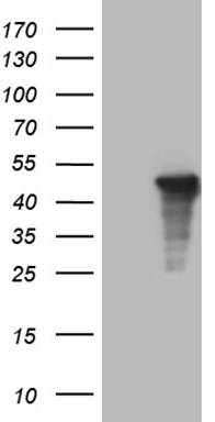 SSU72 Antibody