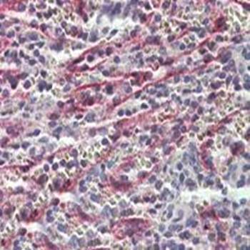 Stabilin 1 Antibody