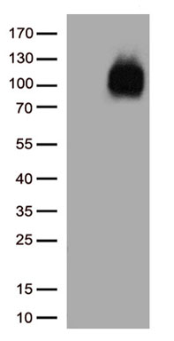 STARD4 Antibody