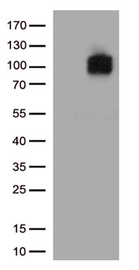 STARD4 Antibody