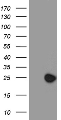 STARD4 Antibody