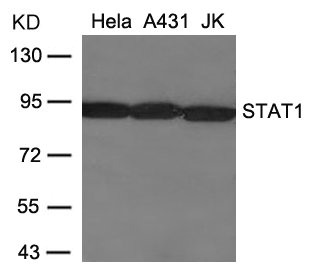 STAT1 Antibody