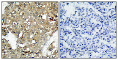 STAT1 Antibody