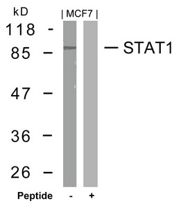 STAT1 Antibody