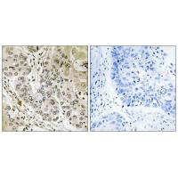 STK36 Antibody