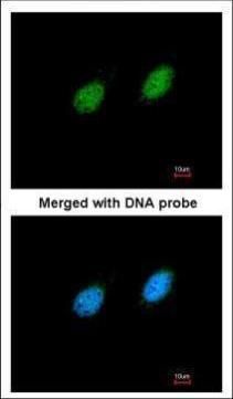 STK40 Rabbit Polyclonal Antibody