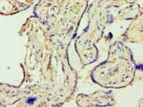MMP3 Antibody