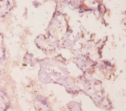 Mmp3 Antibody