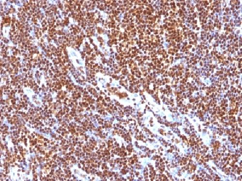 SUMO1 Antibody