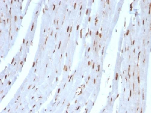 SUMO3 Antibody