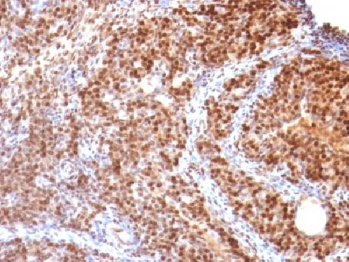 SUMO3 Antibody