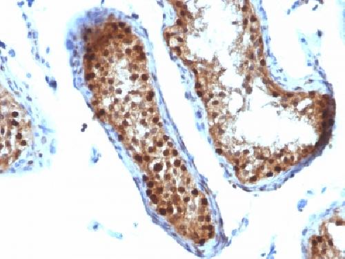 SUMO3 Antibody