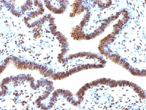 SUMO3 Antibody