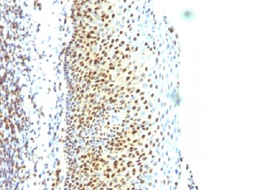 SUMO3 Antibody